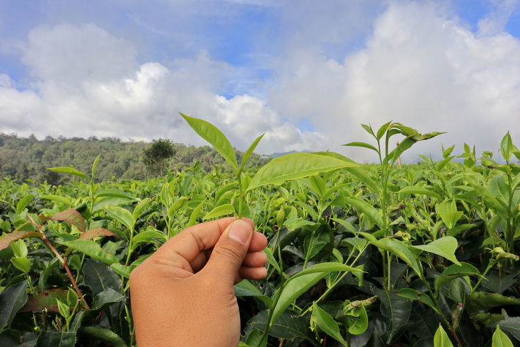 Midsection of person holding tea plant against sky