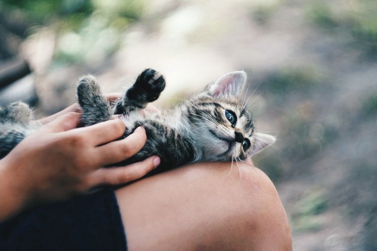 Midsection of person holding kitten