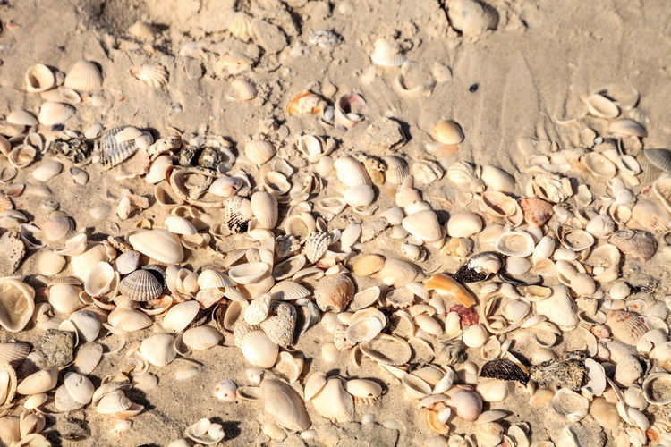 Full frame shot of shells at sandy beach on sunny day