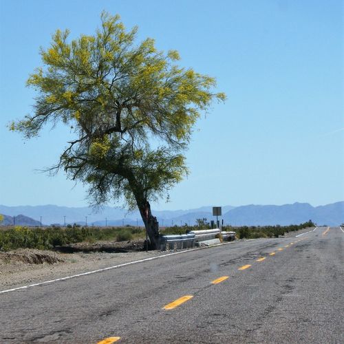 Road by trees against clear sky