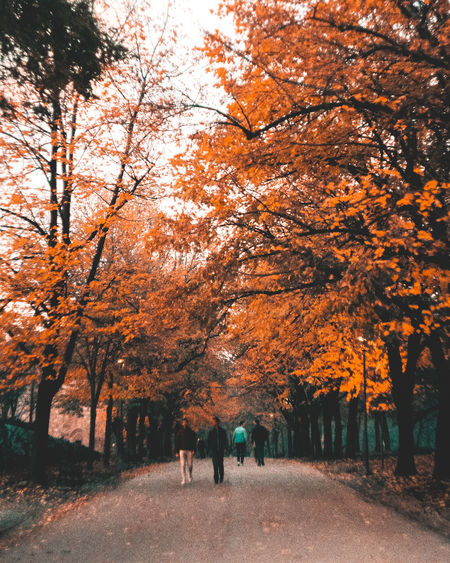 Street amidst trees during autumn