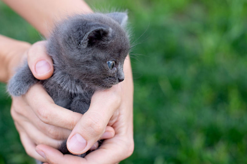 Close-up of cat in hands