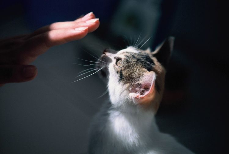 Close-up of cat looking at hand
