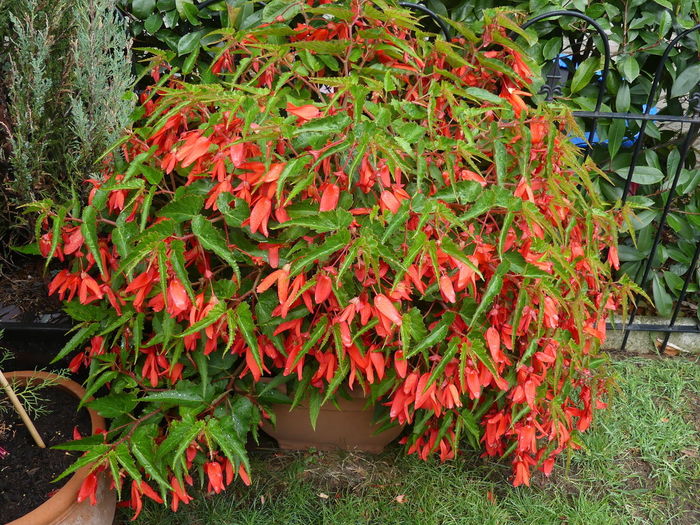 Close-up of red flowering plants in yard