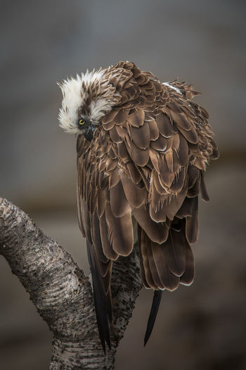 Close-up portrait of eagle