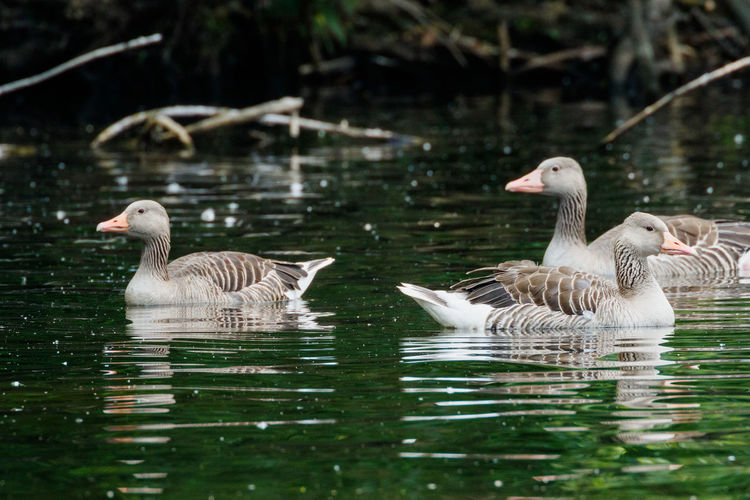 Geese in lake