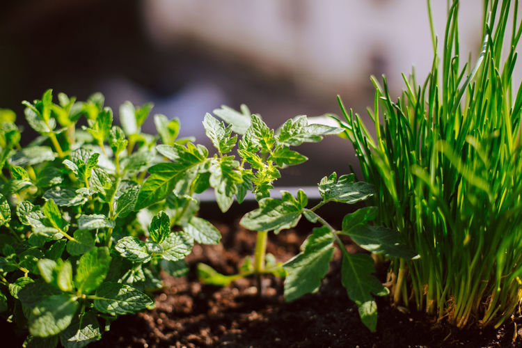 Close-up of herbs growing in balcony