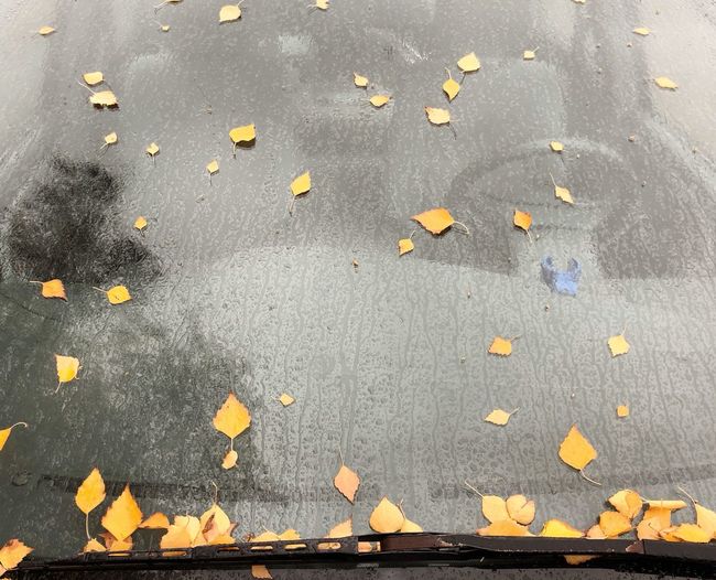 High angle view of leaves fallen on street
