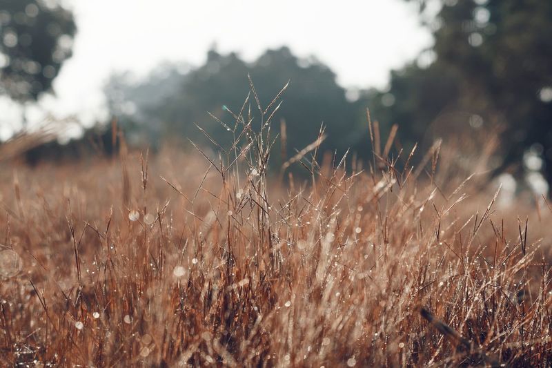 Close-up of grass
