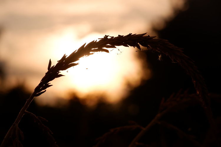 Close-up of silhouette plant during sunset