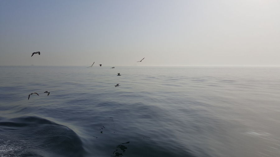 Birds flying over sea during foggy weather