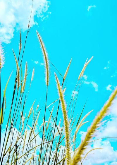 Low angle view of corn field against blue sky