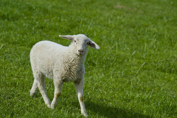 Portrait of sheep on grass