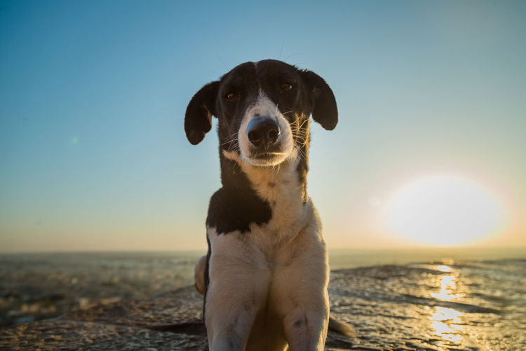 Portrait of dog on beach during sunset