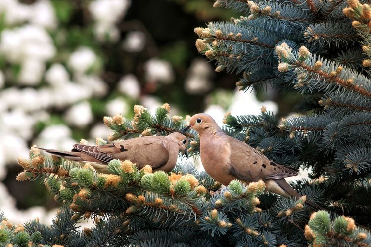 Close-up of birds perching on pine tree