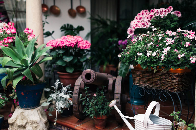 Flowers pots in yard