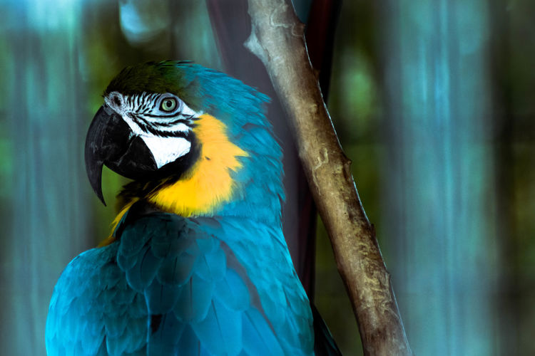 Close-up of blue macaw perching on wood