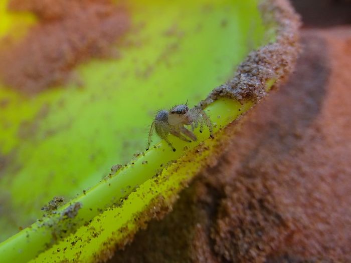 Close-up of insect