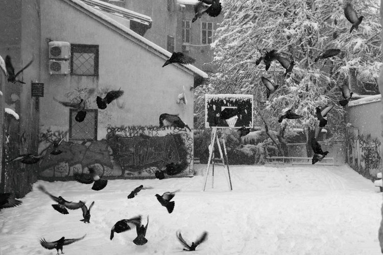 Flock of birds on snow