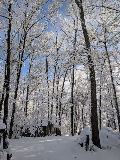 Low angle view of bare trees in snow covered forest