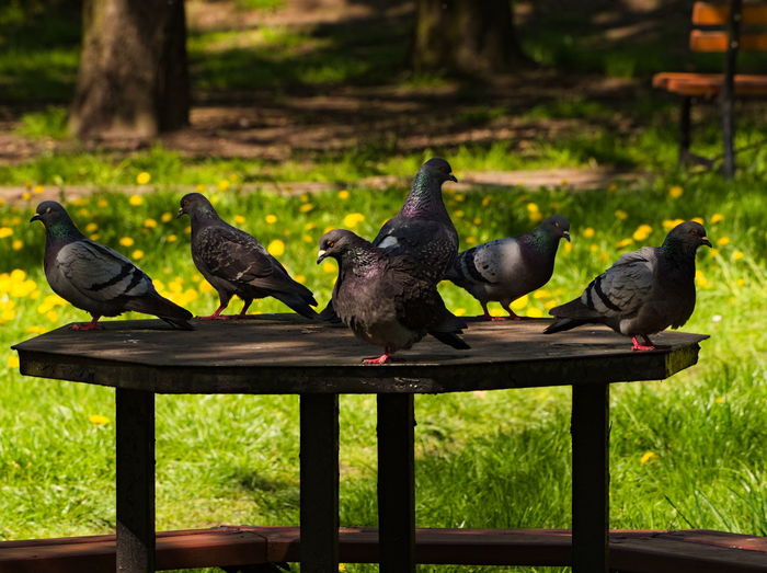 Pigeons perching on wood in park