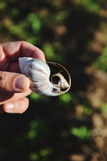 Close-up of hand holding snail shell