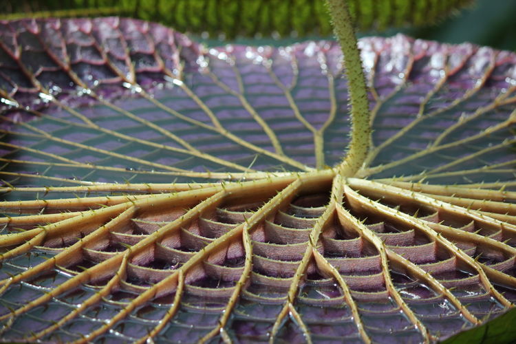 Close-up of leaf on plant