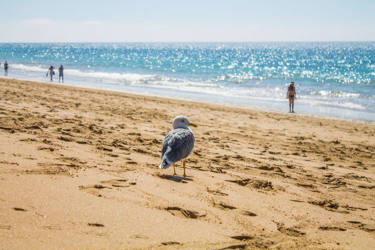 Seagull on sand at beach during summer