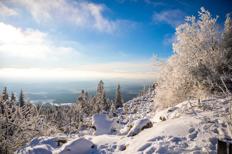 Snow covered plants against sky