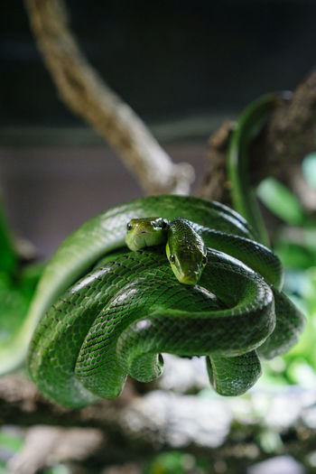 Close-up of east african green mamba on branch at aquarium berlin