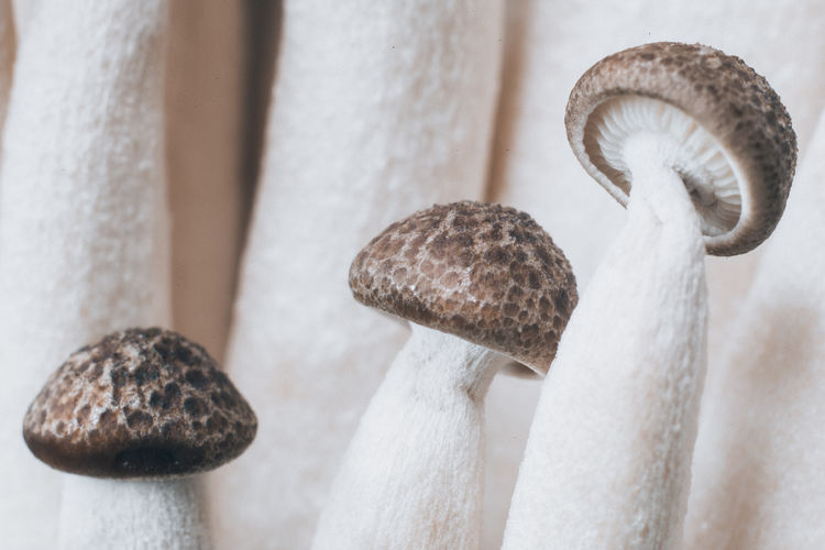 Close-up of mushrooms 