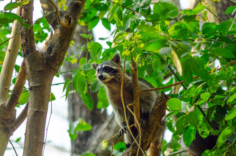 Low angle view of raccoon on tree