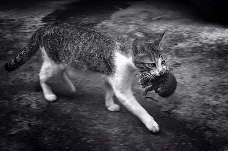 Cat looking away