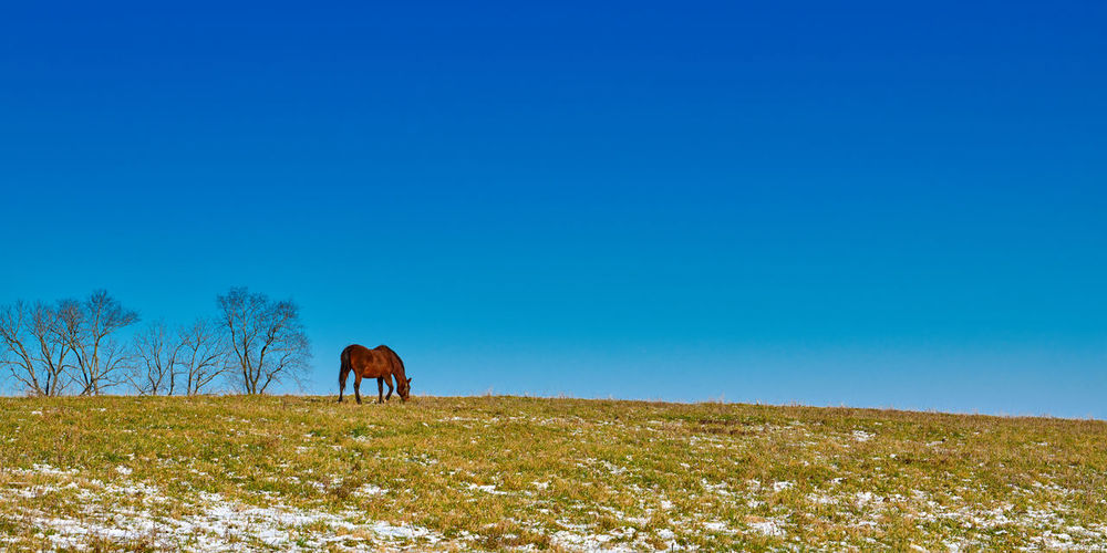 Single horse grazing in a field in winter with blue skies.