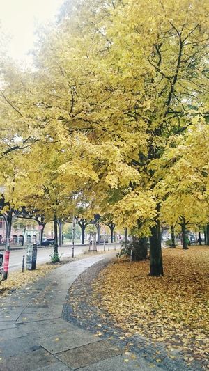 Autumn trees in city