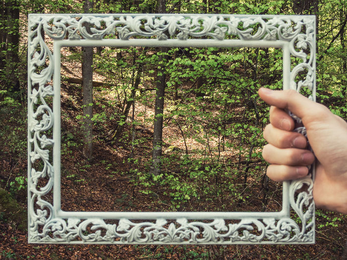Cropped hand of man holding picture frame in forest