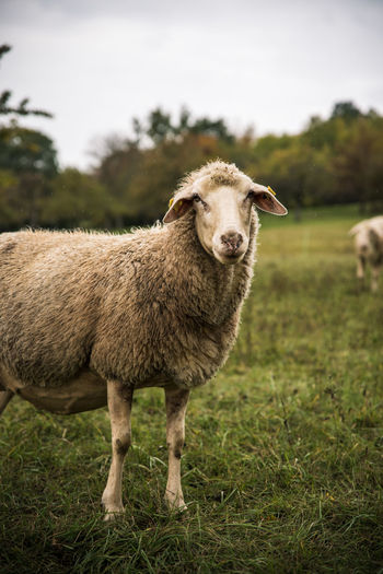 Close-up photo of a sheep on a meadow on a rainy day