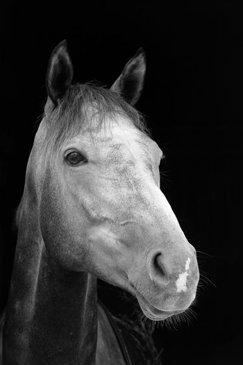 Close-up portrait of horse against black background