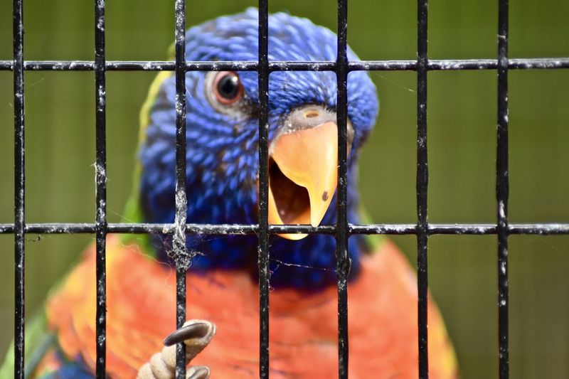 Close-up of parrot in cage