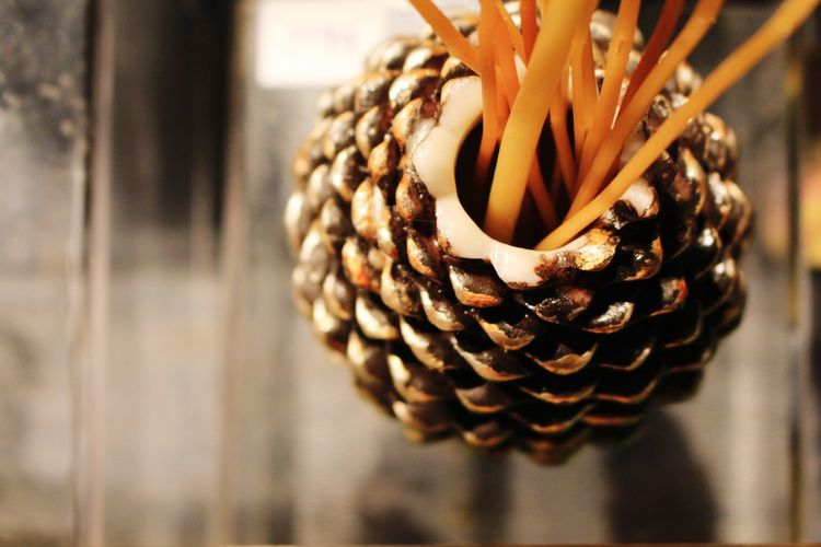 Close-up of pine cone hanging on wood