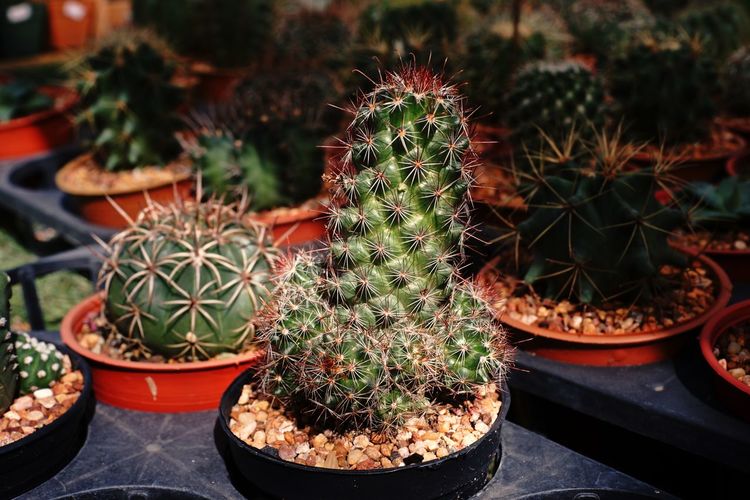 Cactus, desert plant to decoration plant