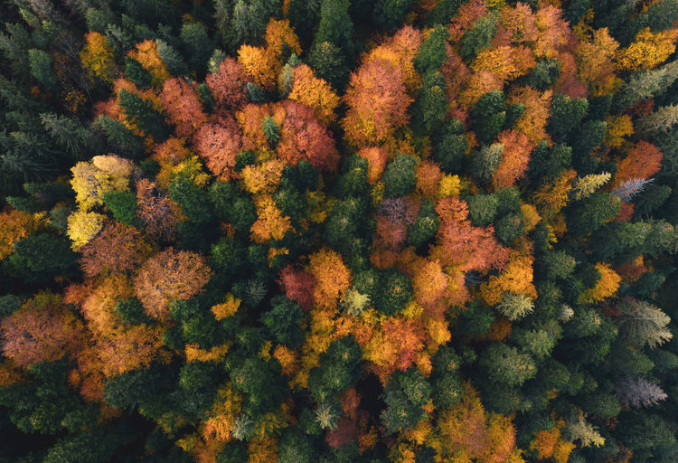 Autumn forest collours