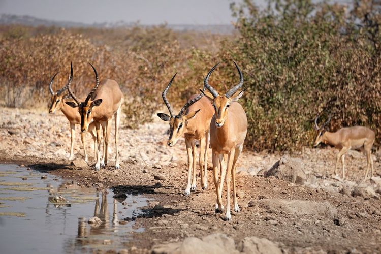 Impalas standing on field against plants during sunny day