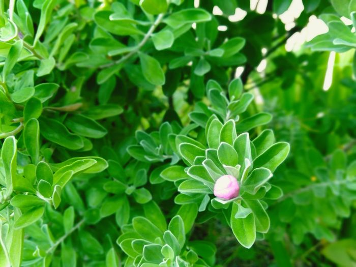 Close-up of flowering plant with green leaves