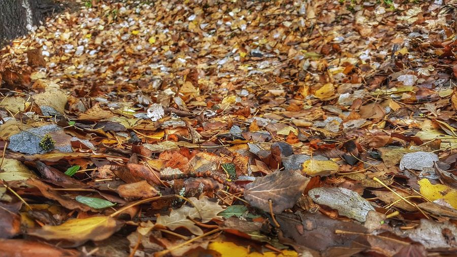 High angle view of autumn leaves fallen on field