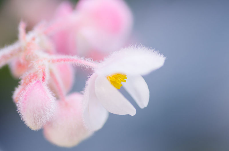 Close-up of pink flower blooming outdoors