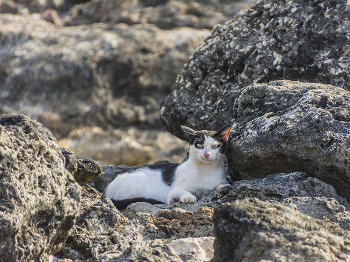 Portrait of feral cat sitting on rock