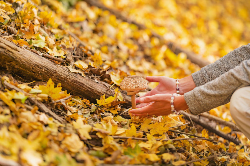 Cropped hand of woman holding autumn leaves