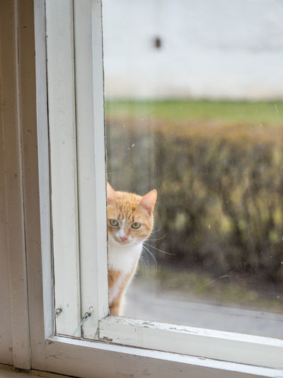 Portrait of cat seen through window