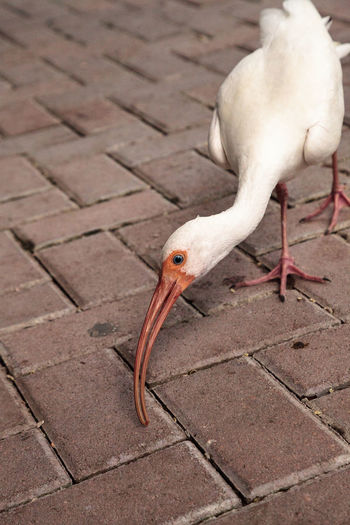Close-up of ibis